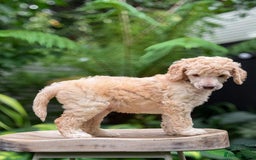 Standard Poodle dogs for sale: Standard Poodle Puppies Looking for Their Families - Image 10