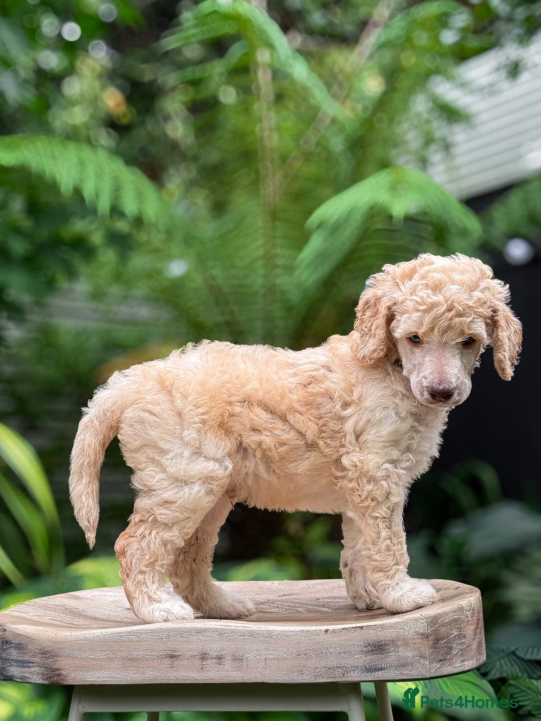 Standard Poodle dogs for sale: Standard Poodle Puppies Looking for Their Families - Image 10