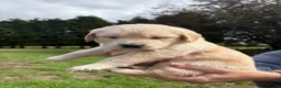 Golden Retriever dogs for sale: Beautiful chunky Golden Retriever puppies for sale in Welshpool - Advert 6
