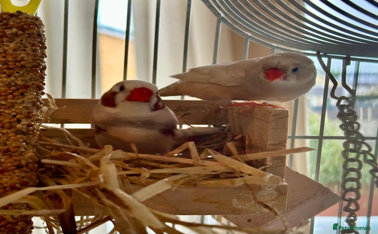 Finches birds - Advert 1