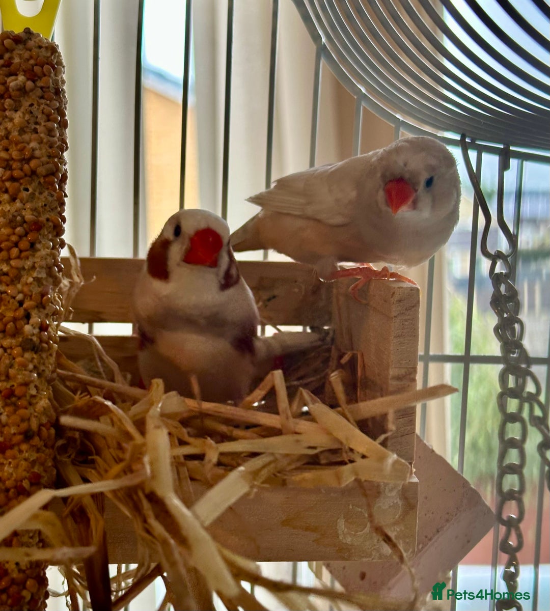 Finches birds for sale: Two pairs of finches  - Image 1