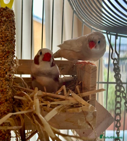 Finches birds - Advert 2