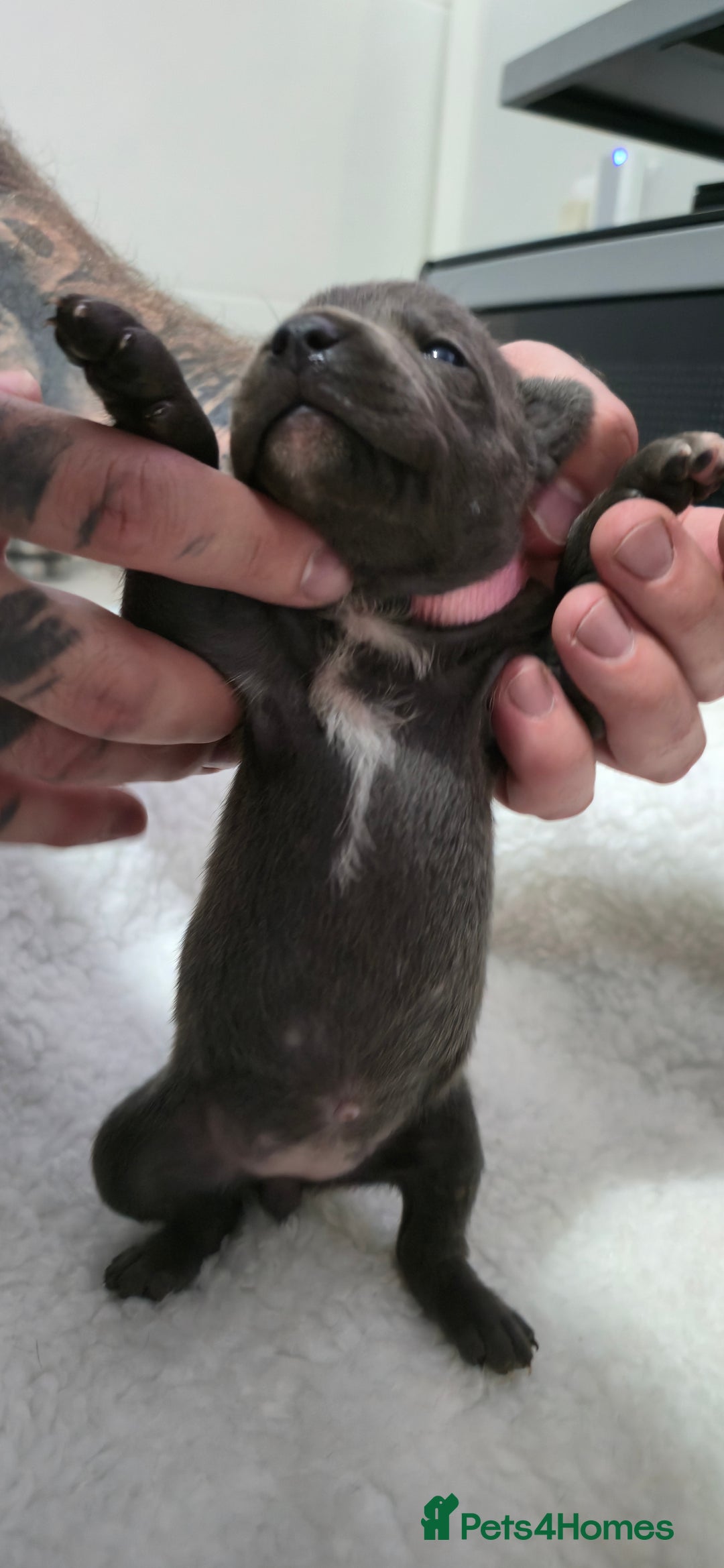 Staffordshire Bull Terrier dogs for sale:  Blue Staffy puppies for sale KC REGISTERED  - Image 5