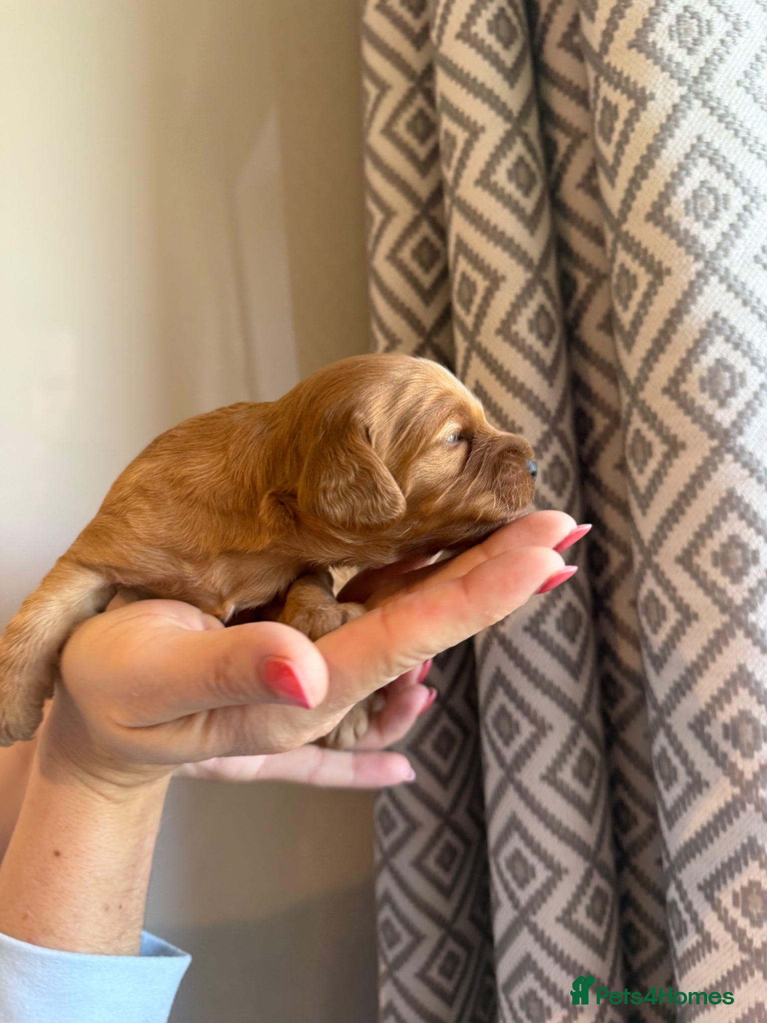 Cockapoo dogs Last beautiful girl left!  - Advert 2