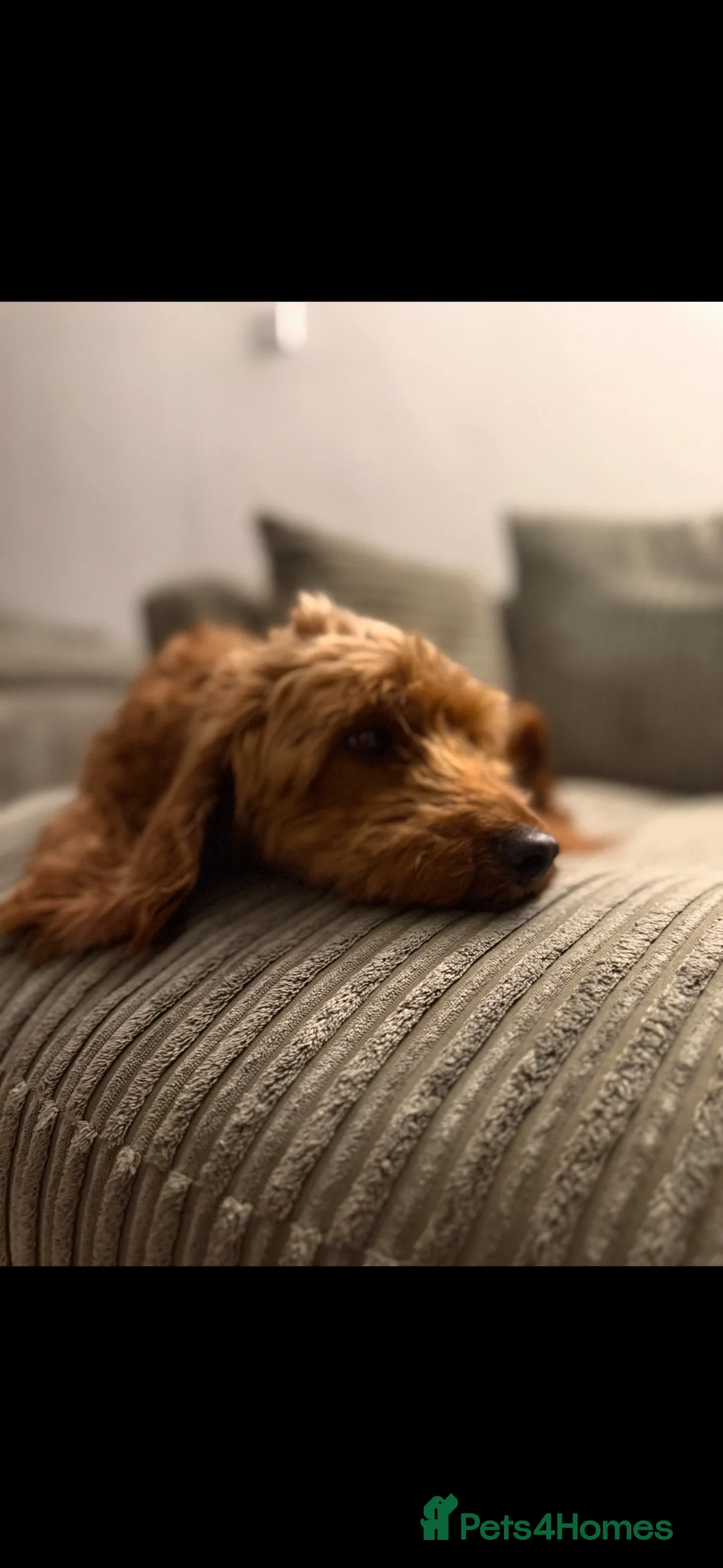 Cockapoo dogs for sale: Beautiful Cockapoo looking for a forever home  - Advert 4