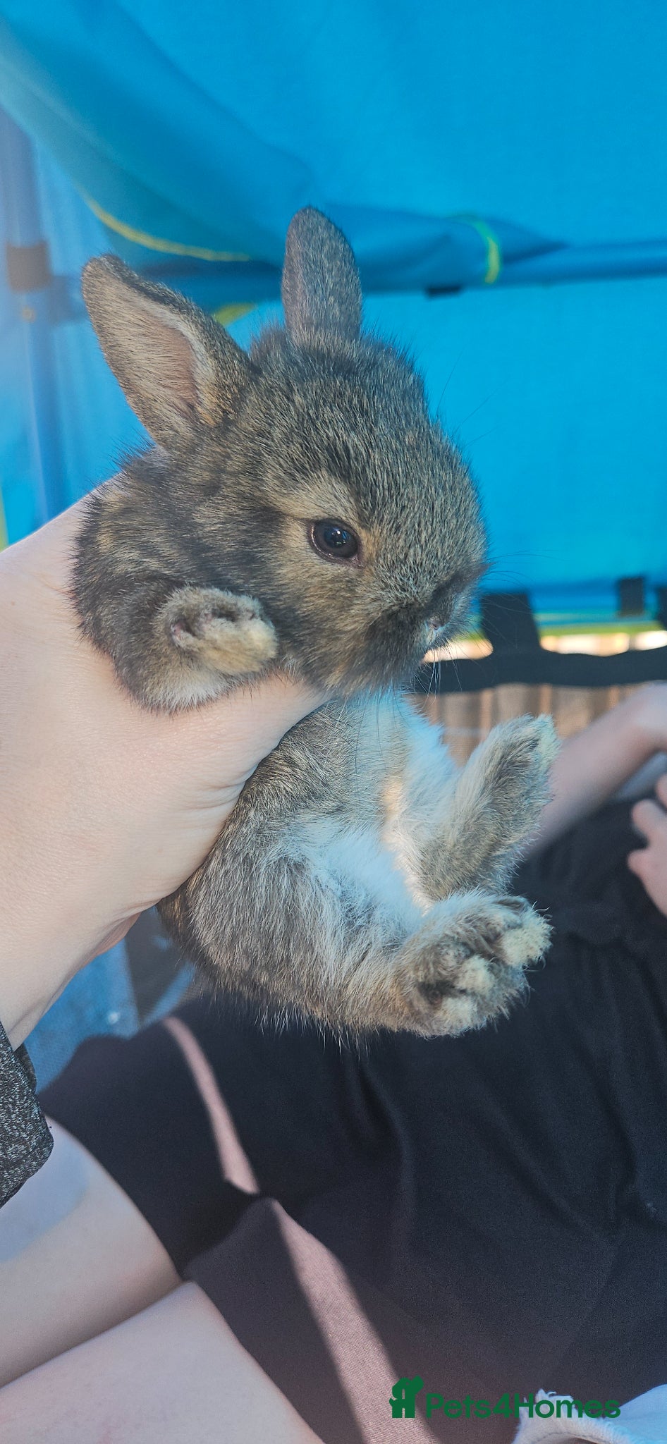 Mixed Breed rabbits Beautiful baby rabbits for sale - Advert 7