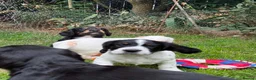Cocker Spaniel dogs for sale: Beautiful Cocker spaniel puppies  - Advert 8