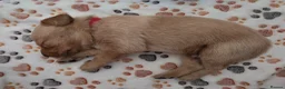 Labrador Retriever dogs for sale: Beautiful labrador puppies  - Advert 7