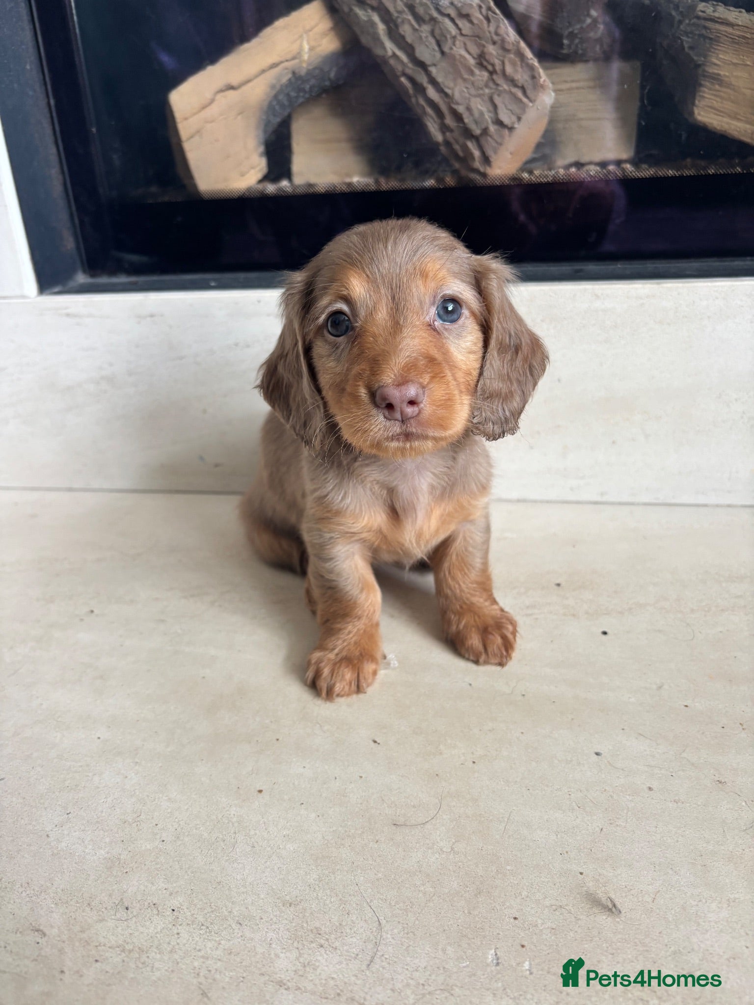 Dachshund dogs 7 Beautiful Dachshund Puppies - Advert 1