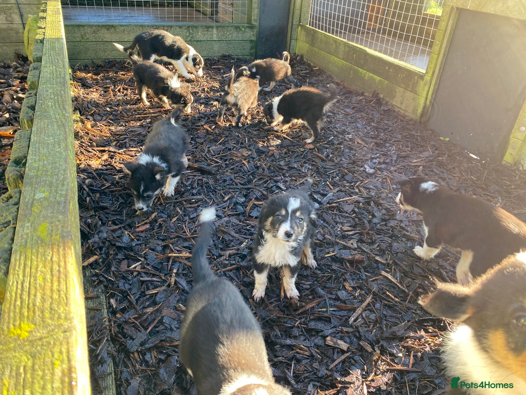 Border Collie dogs for sale: Border Collie Puppies For Sale - Advert 7