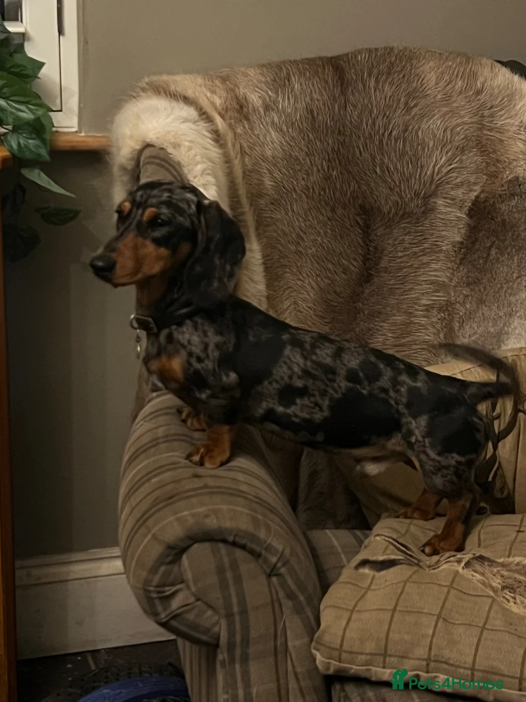 Miniature Dachshund dogs for stud: Fully health tested Stud - Lord Silvernickel Buck  - Advert 7