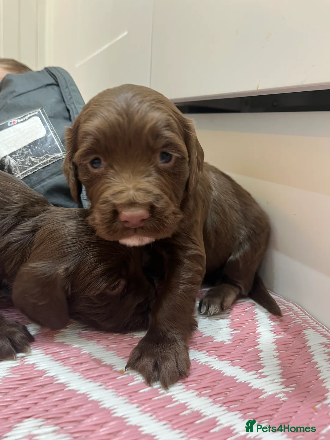 Sprocker dogs for sale: Sprocker puppies for sale  - Advert 7