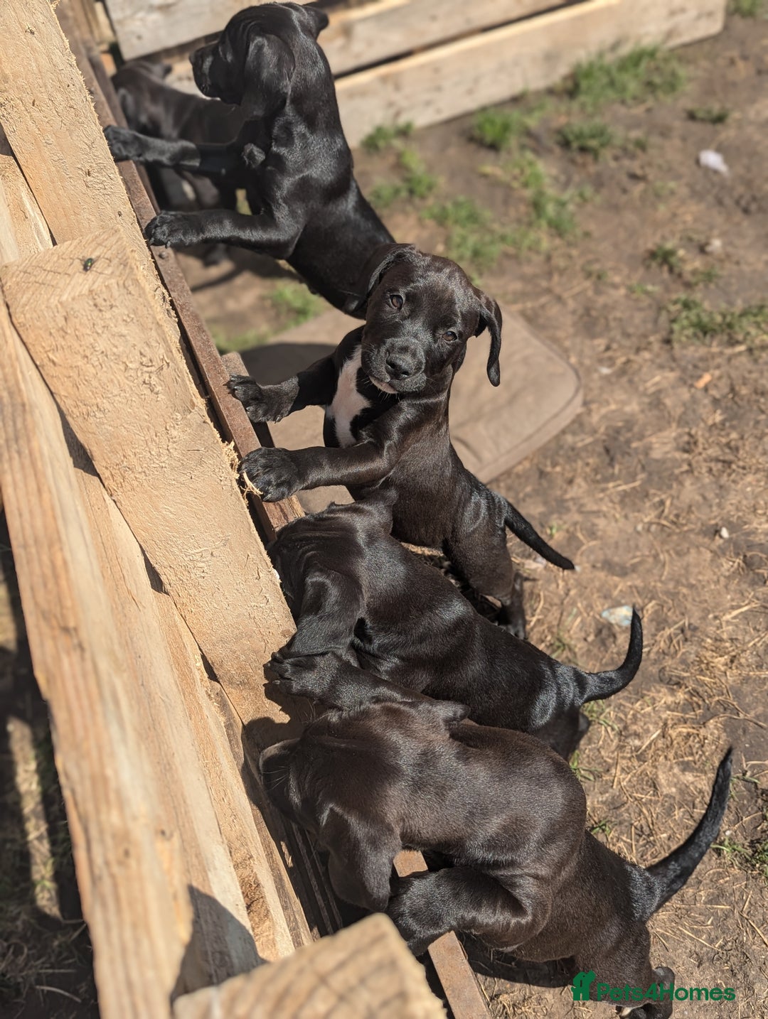 Mixed Breed dogs for sale: Lovely springer spaniel/Staffordshire bull terrier - Image 1