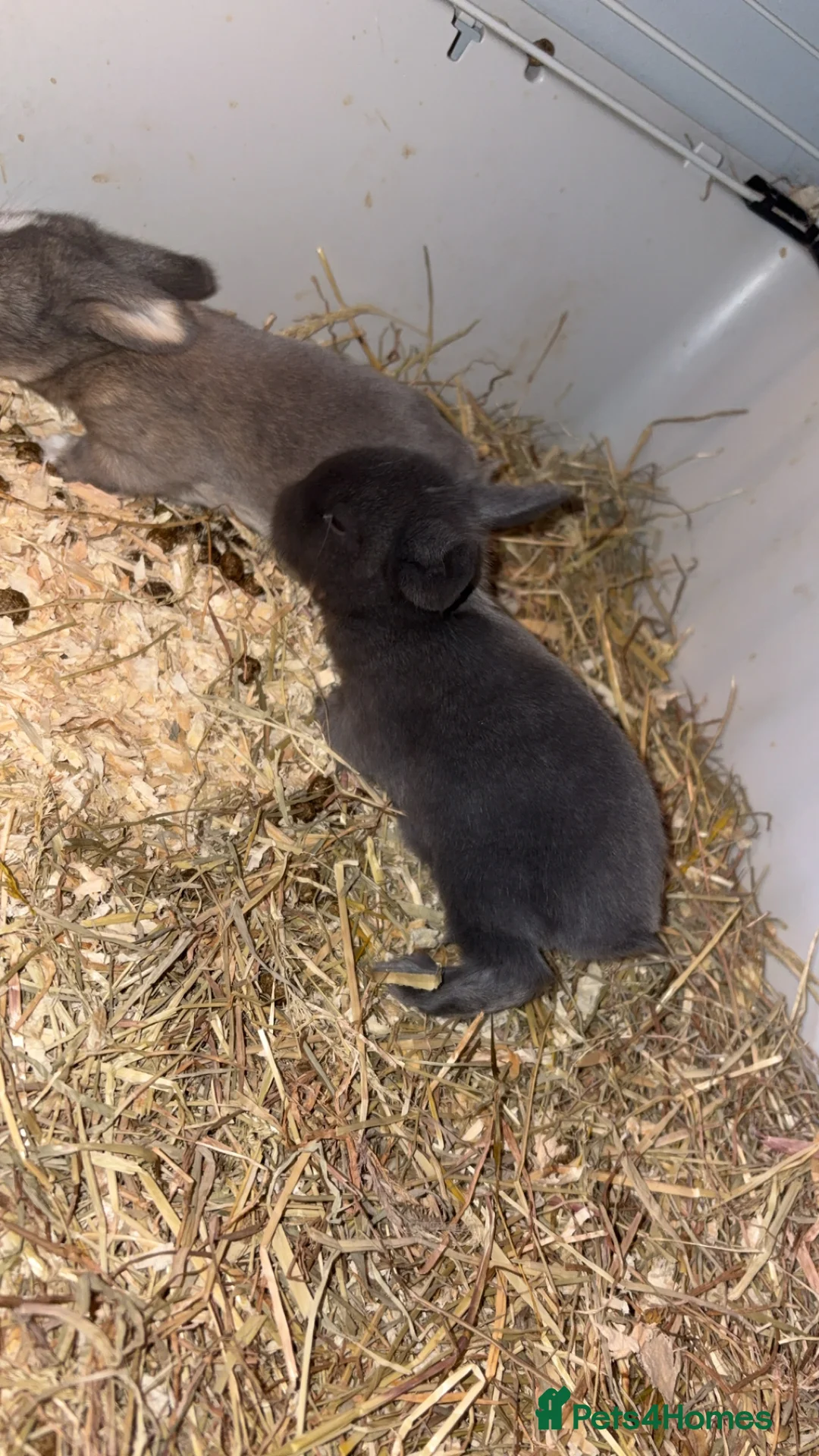 Mini Lop rabbits for sale: 4 pure breed mini lop - Advert 11