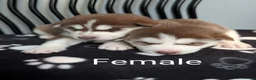 Siberian Husky dogs for sale: Beautiful Siberian Husky (all with Blue eyes) - Advert 19