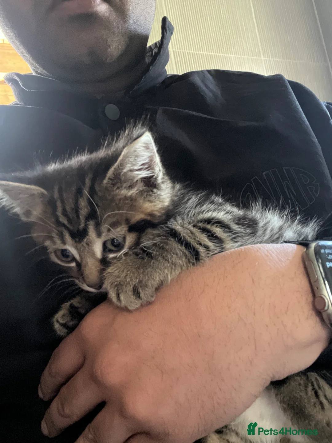 Mixed Breed cats for sale: Tabby kitten for sale adorable  in Dagenham - Advert 2