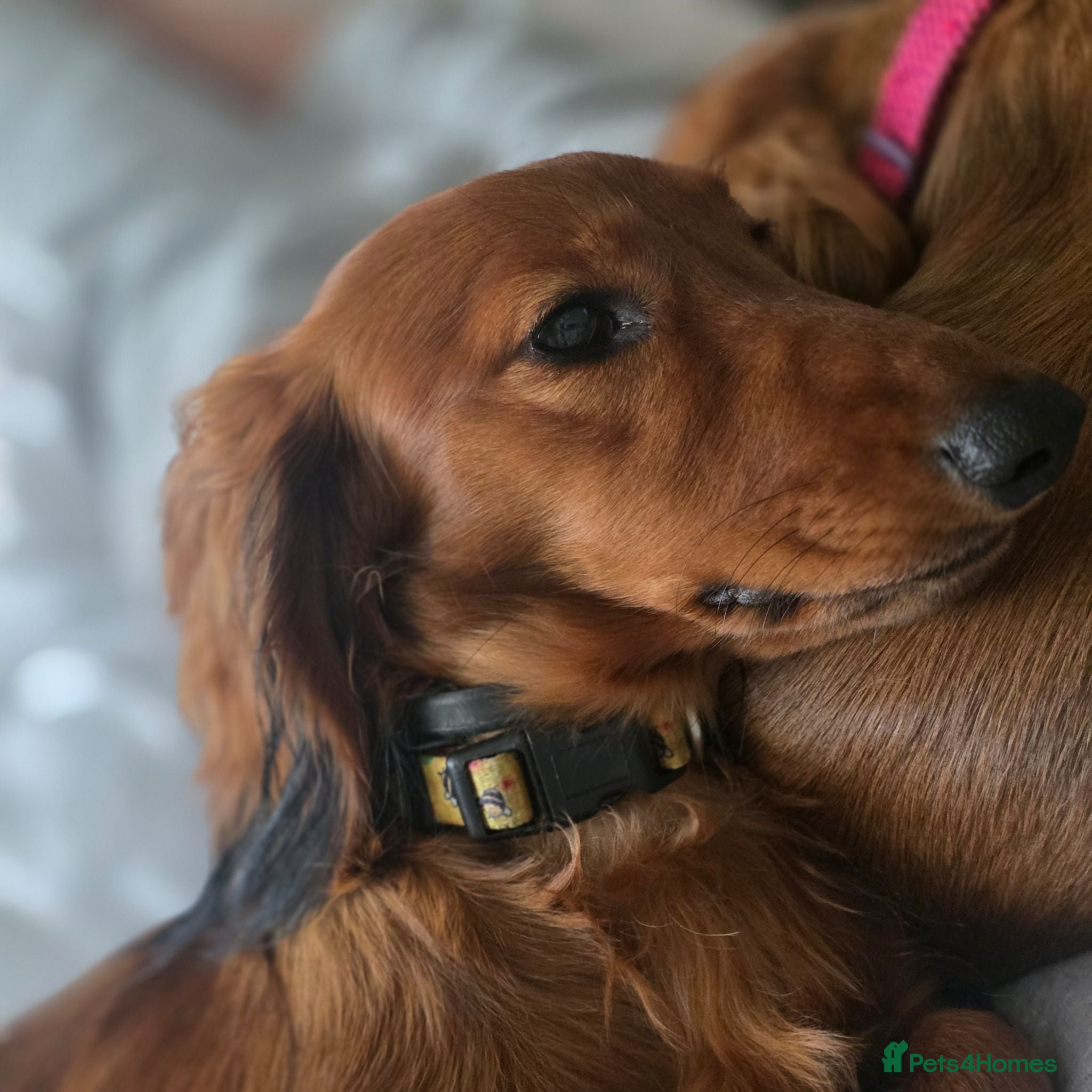 Dachshund dogs 10 month old Longhaired girl - Advert 3