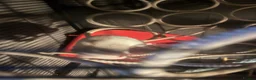 Rat rodents for sale: 6 female rats with cage  - Advert 5