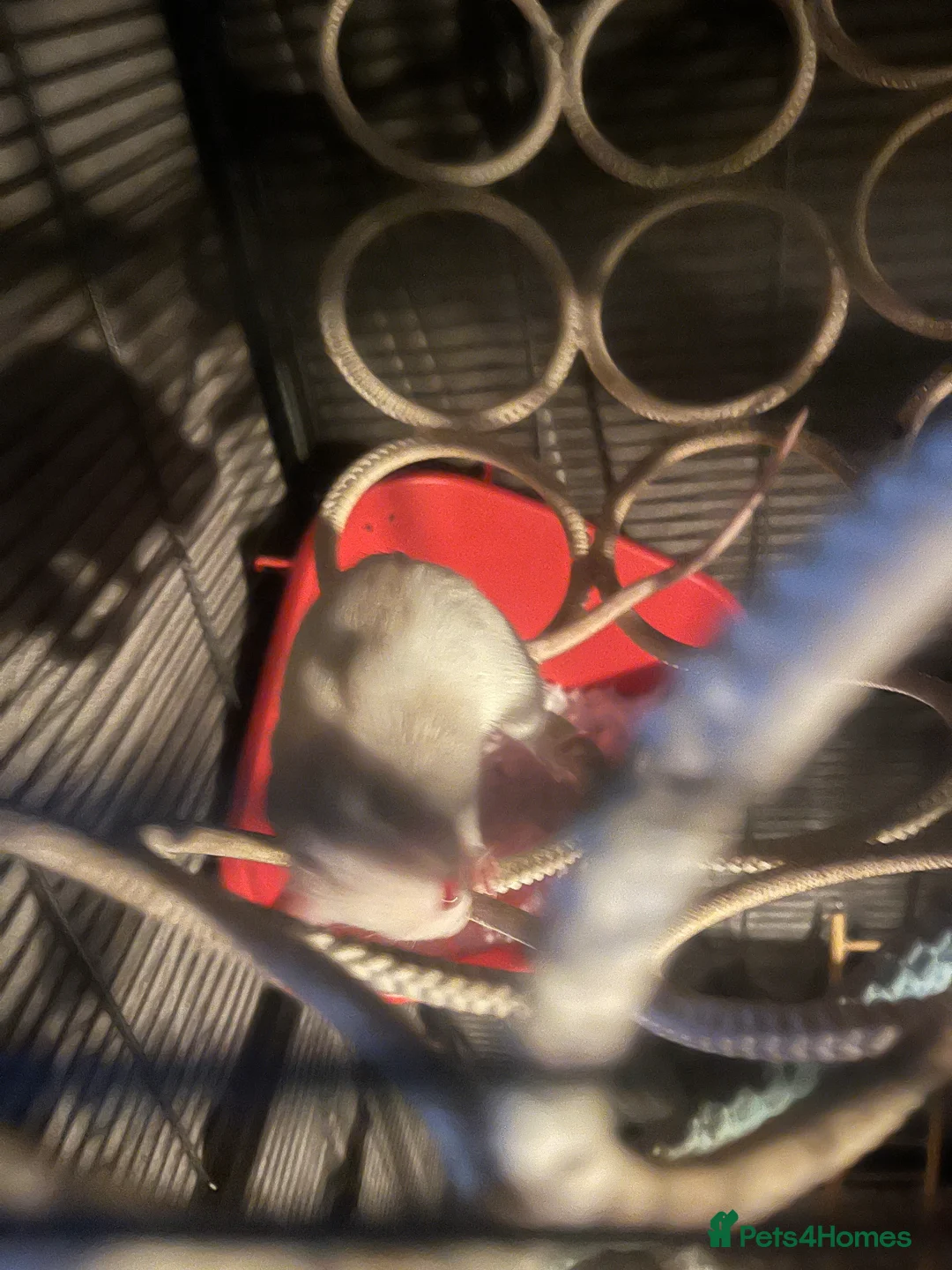Rat rodents for sale: 6 female rats with cage  - Advert 5