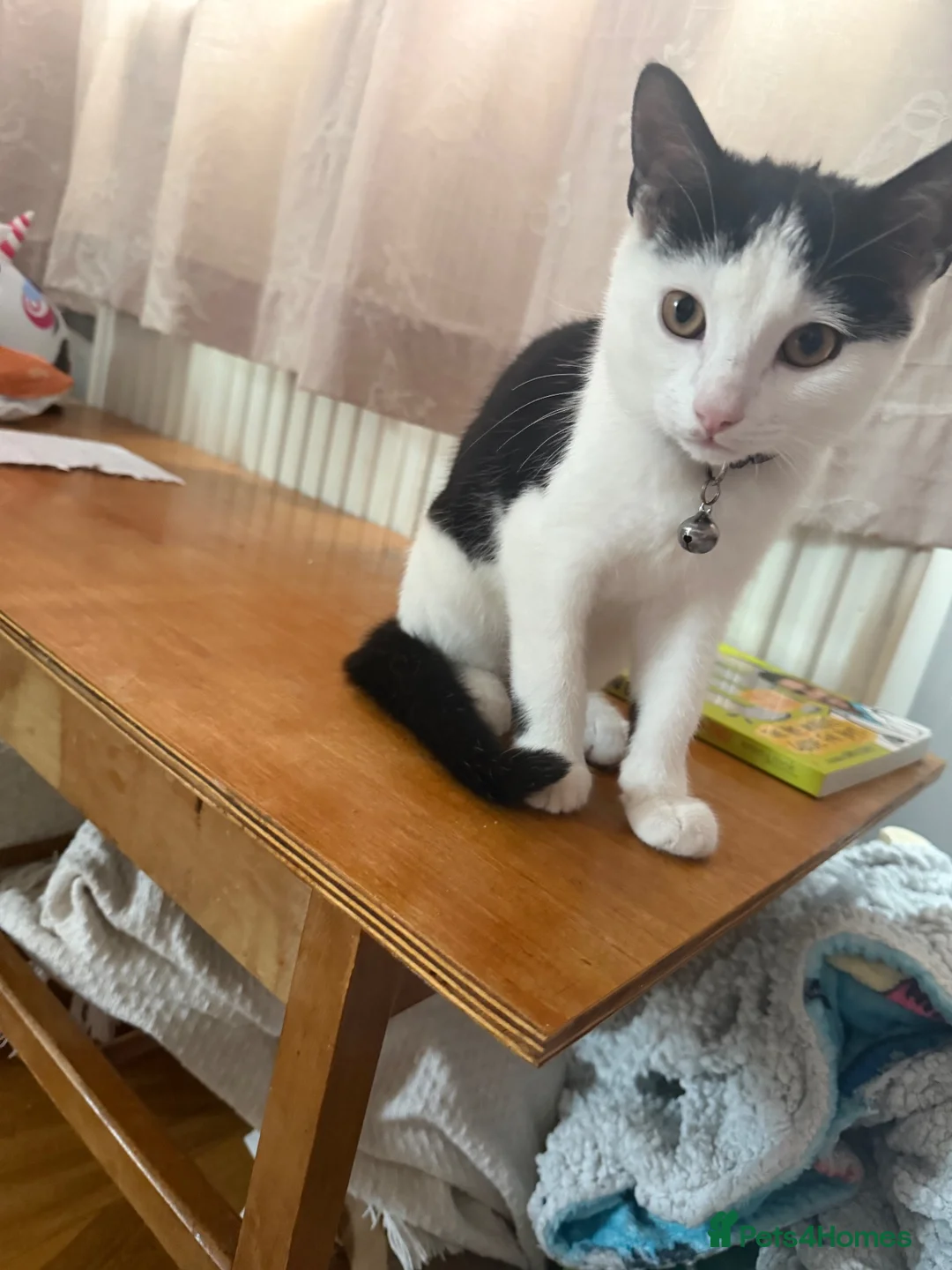 British Shorthair cats for sale: 6 month old Loki - New home needed  in Colwyn Bay - Advert 2