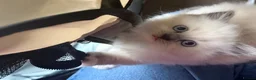 British Shorthair cats for sale: 5 beautiful BSH x Ragdoll kittens  - Advert 3