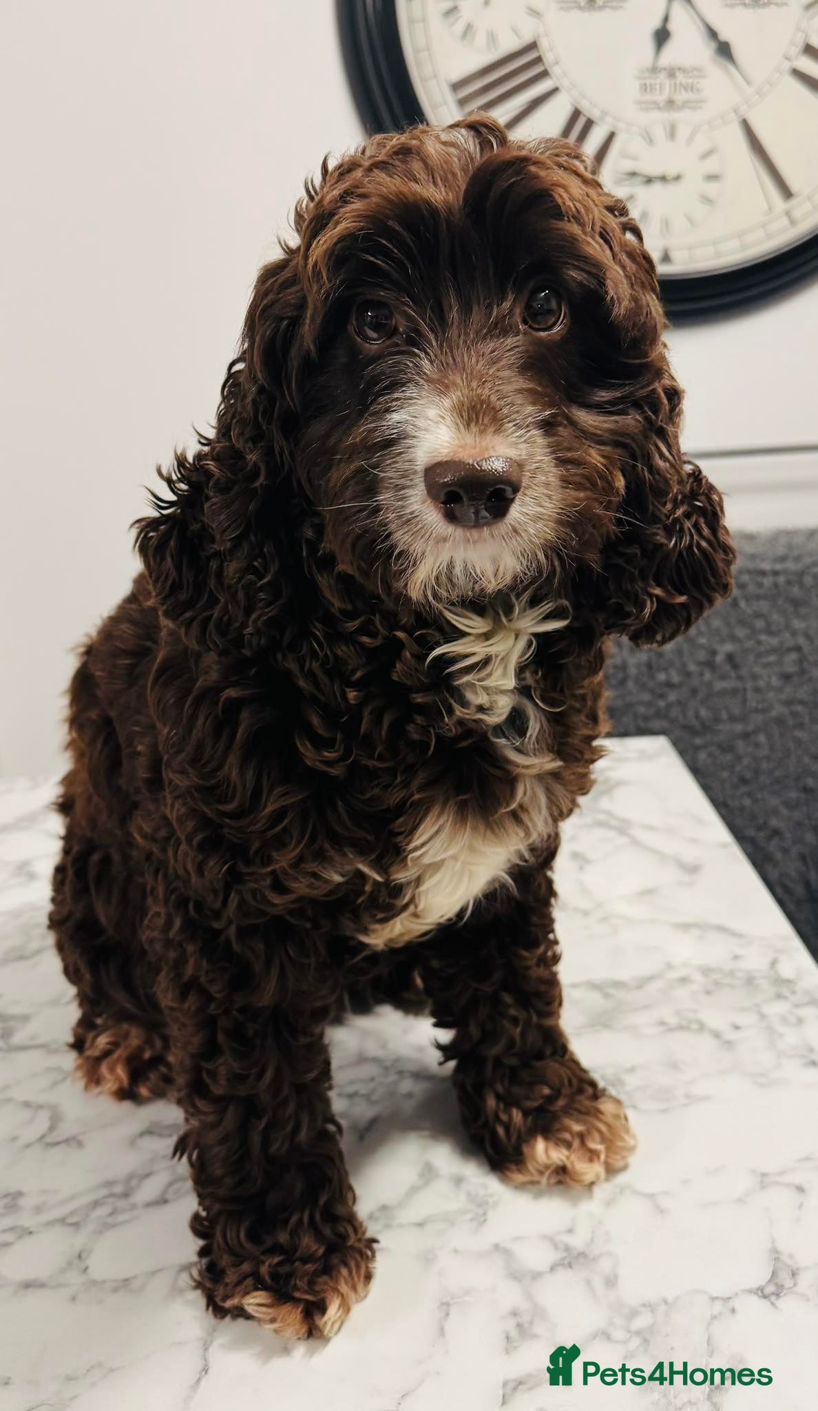 Cockapoo dogs stunning cockapoo girl - Advert 2