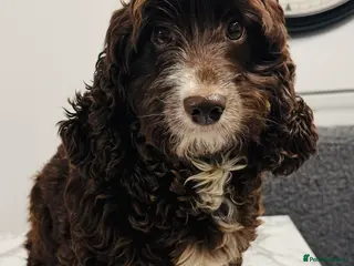 Cockapoo dogs stunning cockapoo girl - Advert 1