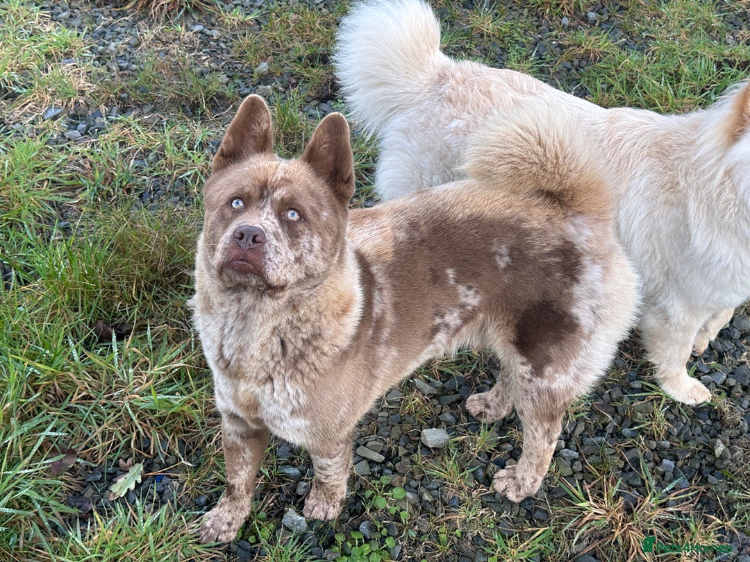 Mixed Breed dogs for sale: Simba rare chocolate Merle chowsky male for sale - Advert 4