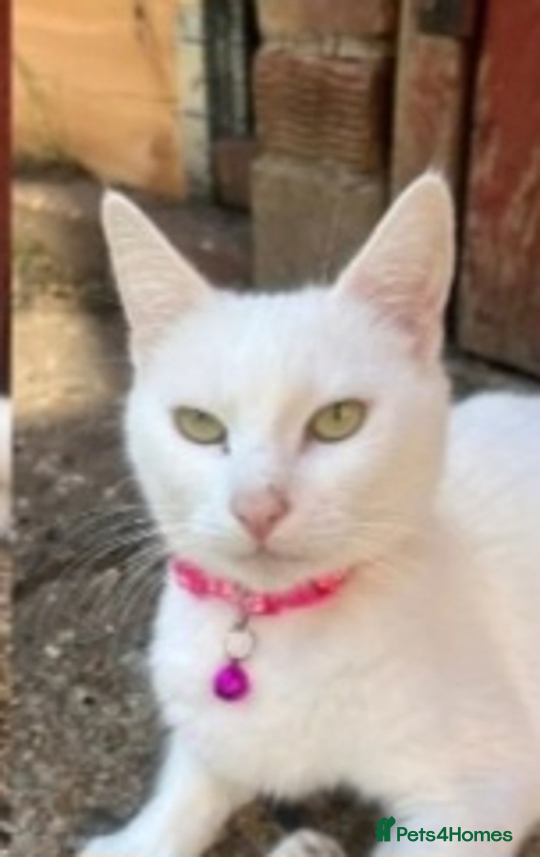 Mixed Breed cats for sale: 3 male microchipped kittens left  - Image 12