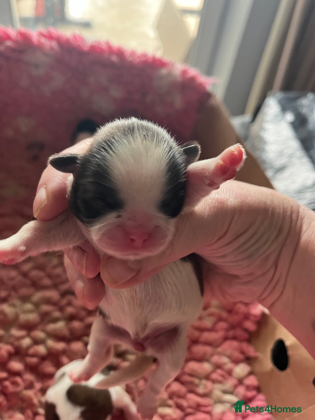 Shih Tzu dogs for sale: Shih tzu puppies  - Advert 6