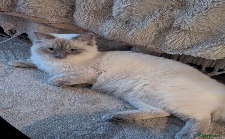 Ragdoll cats - Advert 1