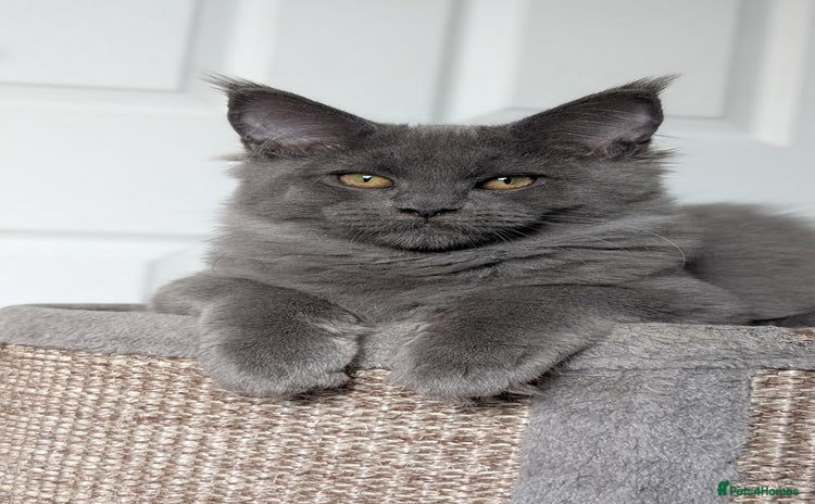 Maine Coon cats - Advert 12