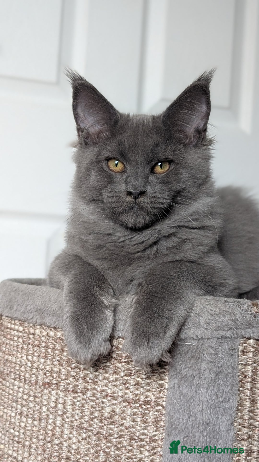 Maine Coon cats for sale: Maine coon kitten. Tica registered - Image 3