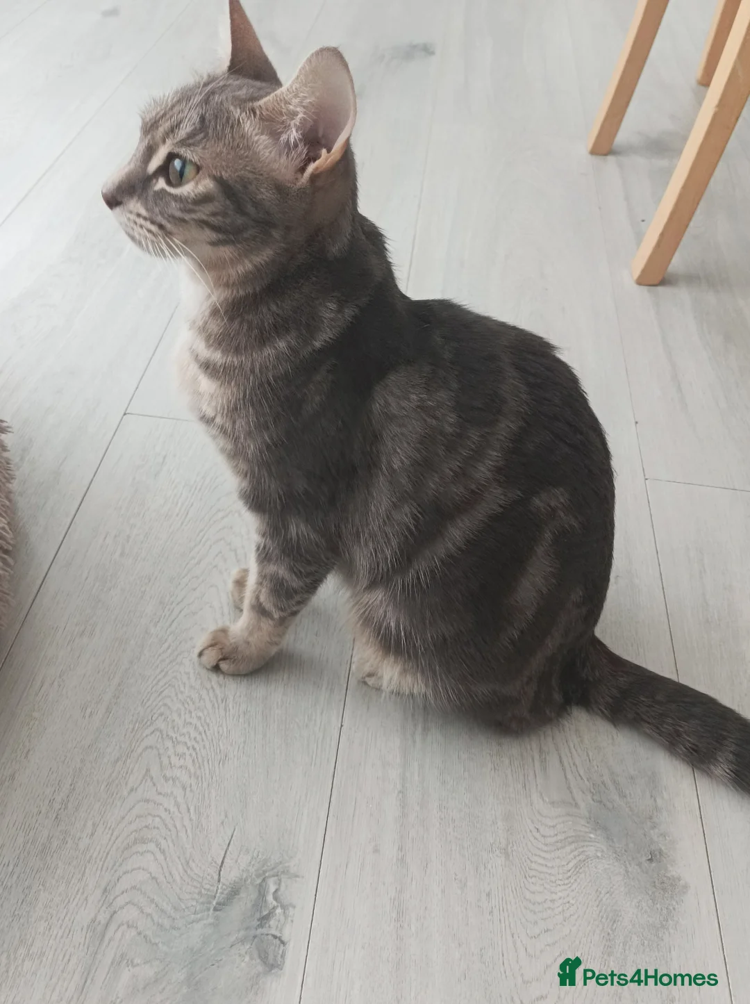 Bengal cats for sale: Kitten Bengal  - Advert 1