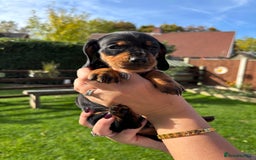 Dachshund dogs for sale: Kc standard Black and Tan dachshunds - Image 19