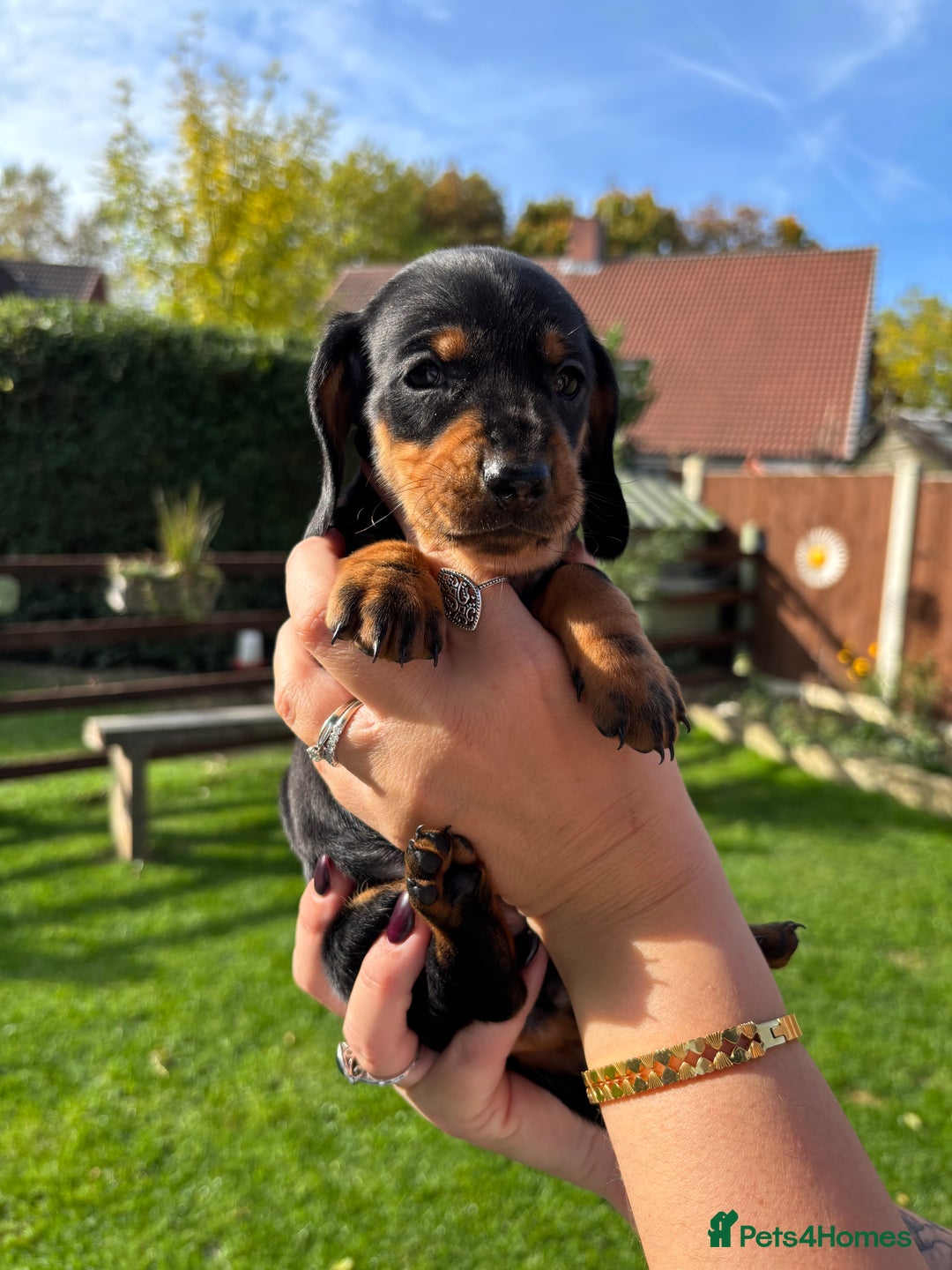 Dachshund dogs for sale: Kc standard Black and Tan dachshunds - Image 19