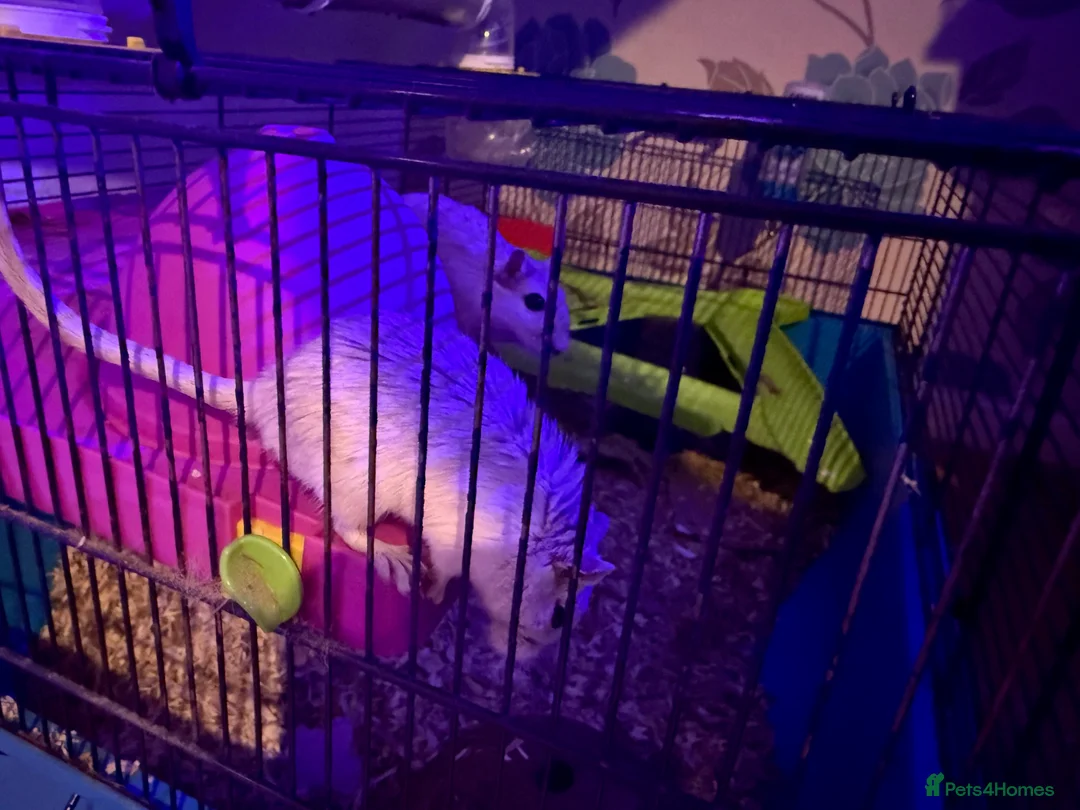 Gerbil rodents for sale: Gerbils Males and Females - Advert 4