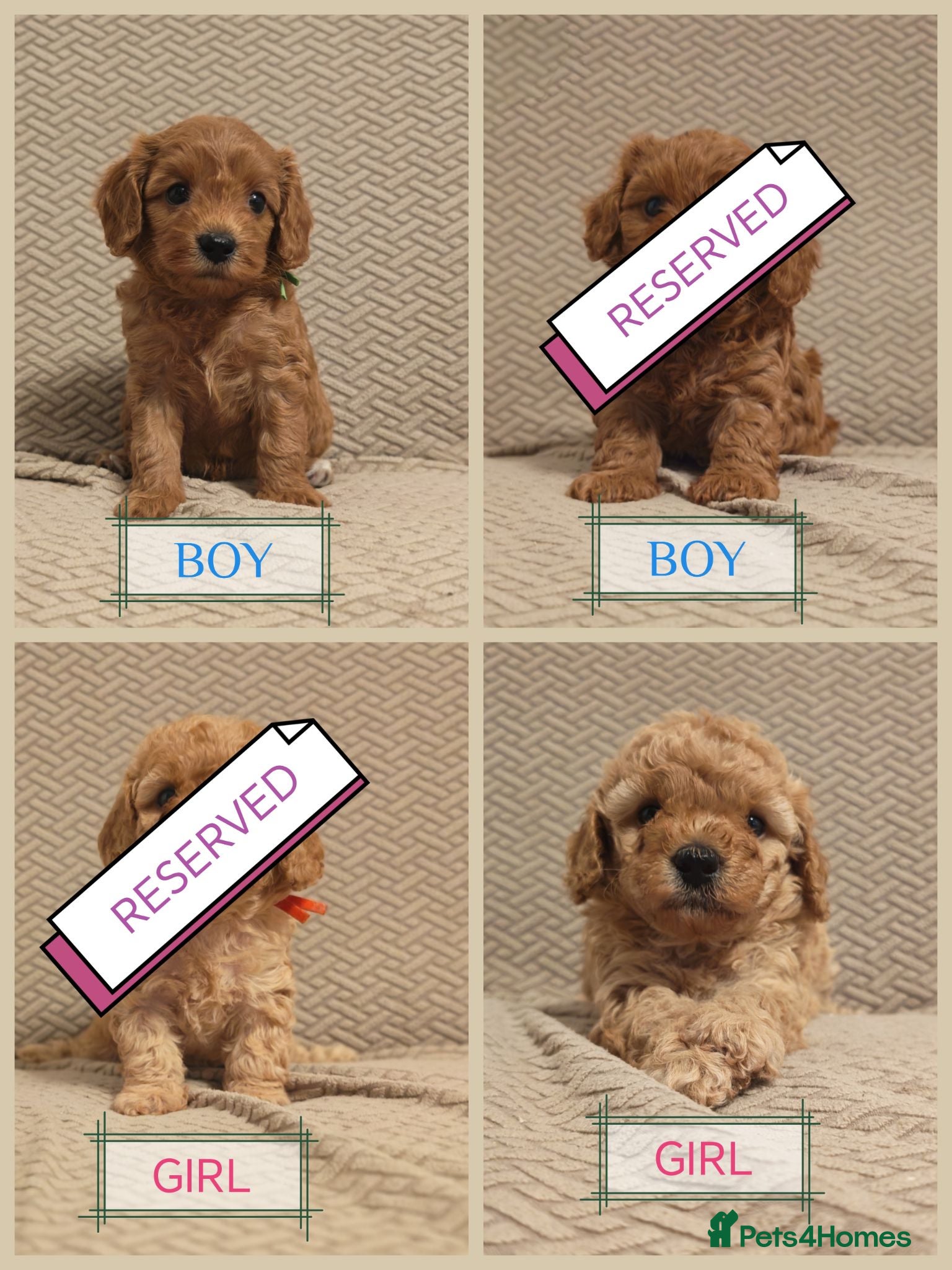 Cavapoo dogs Gorgeous Cavapoo Boy & Girl Available  - Advert 1