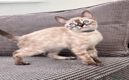 Bengal cats for sale: Stunning full pedigree bengal kittens  - Image 38