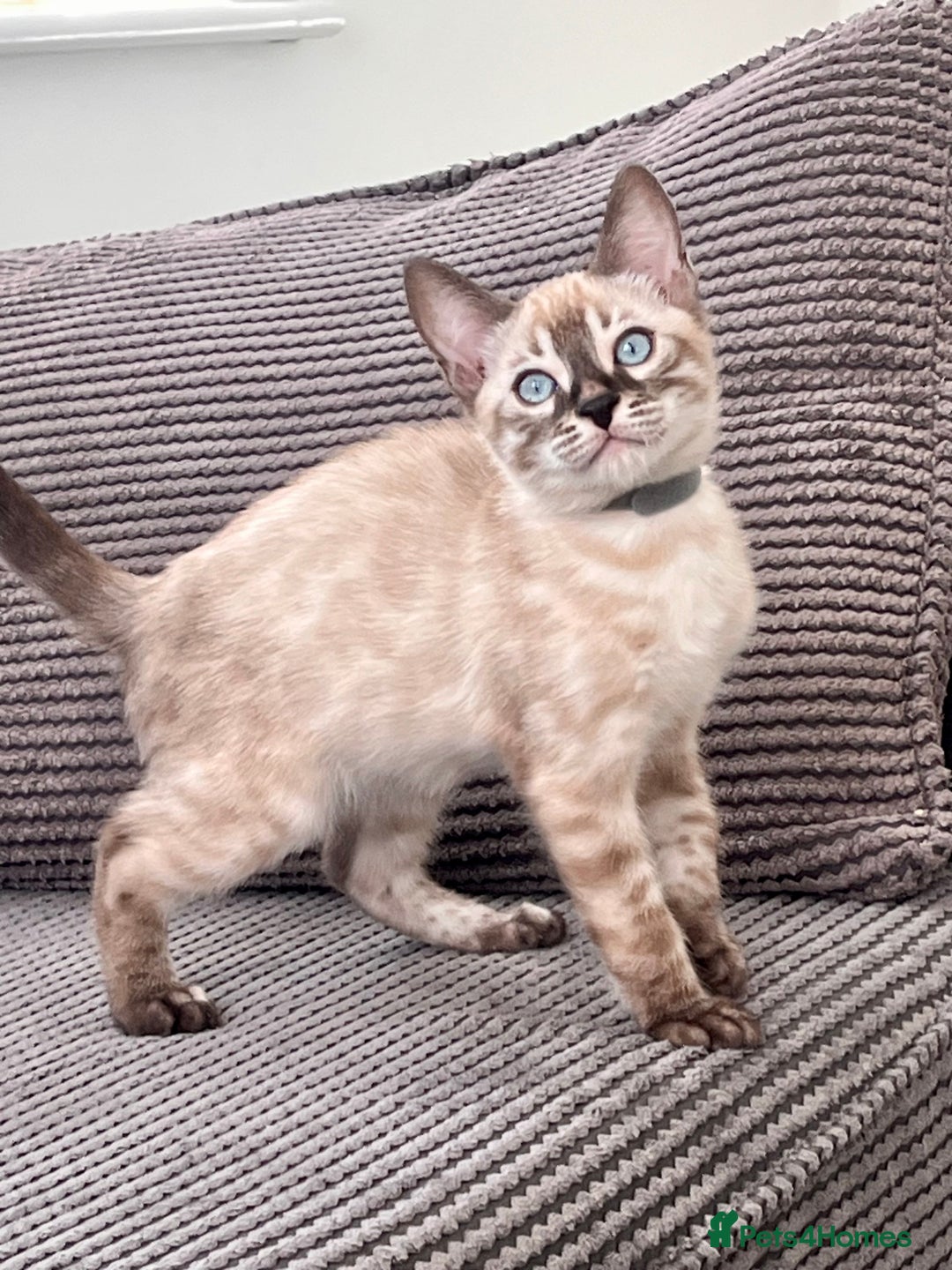 Bengal cats for sale: Stunning full pedigree bengal kittens  - Image 38