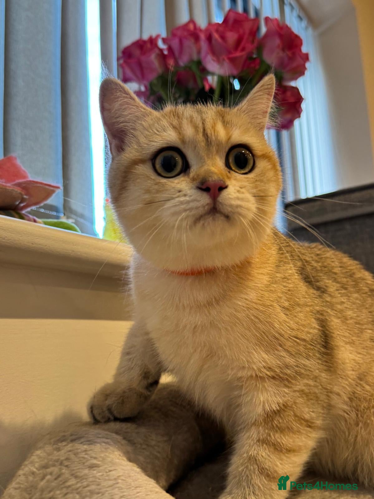 British Shorthair cats Smart Pedigree Golden British Shorthair Kitten   - Advert 1