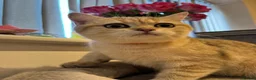 British Shorthair cats for sale: Smart Pedigree Golden British Shorthair Kitten   - Advert 2