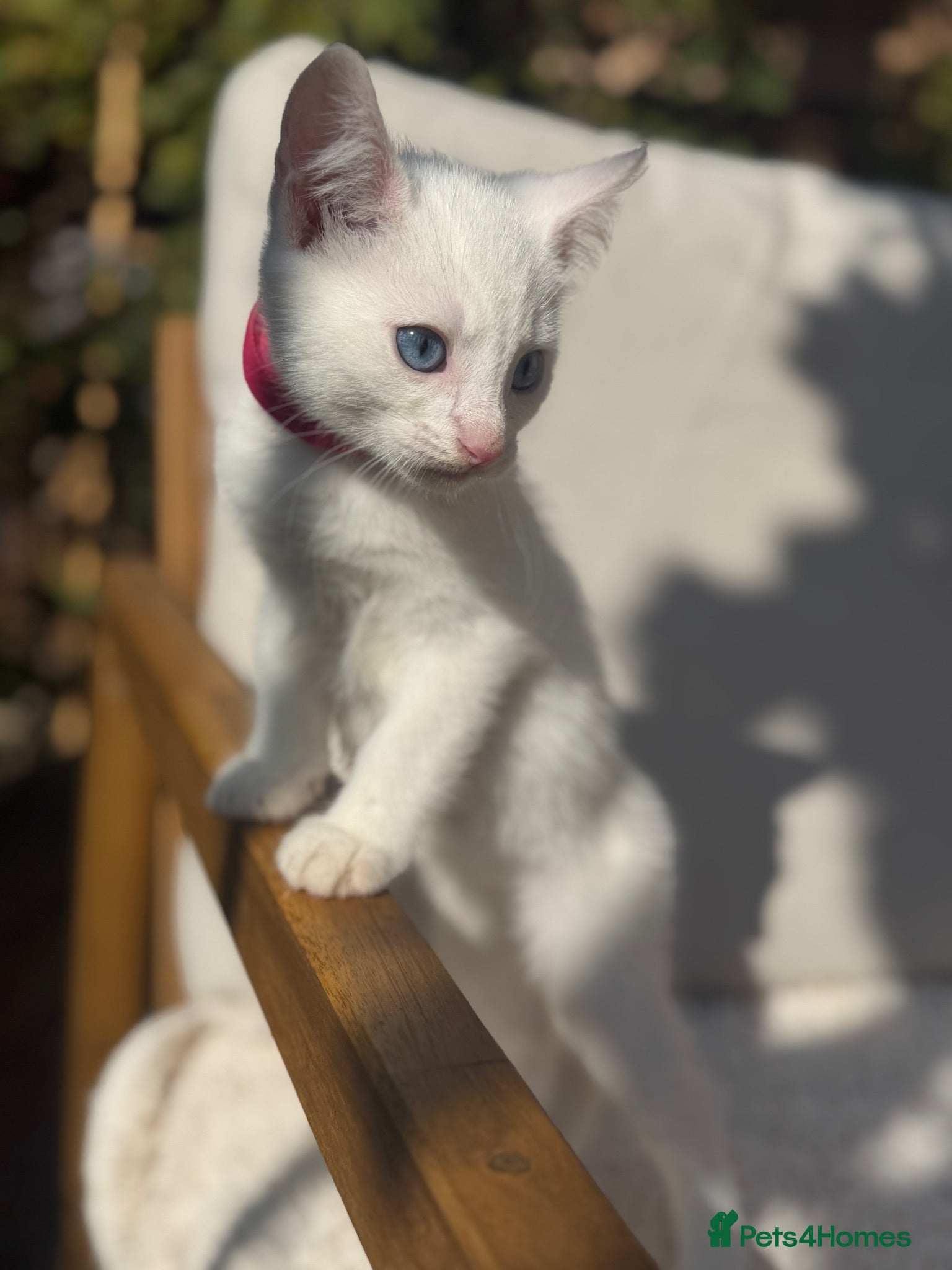 Turkish Angora cats 😻  Turkish Angora X Kittens - Advert 2