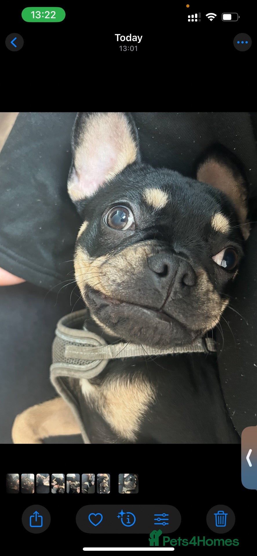 French Bulldog dogs for sale: 🐾 Beautiful French Bulldog Girl - Advert 9