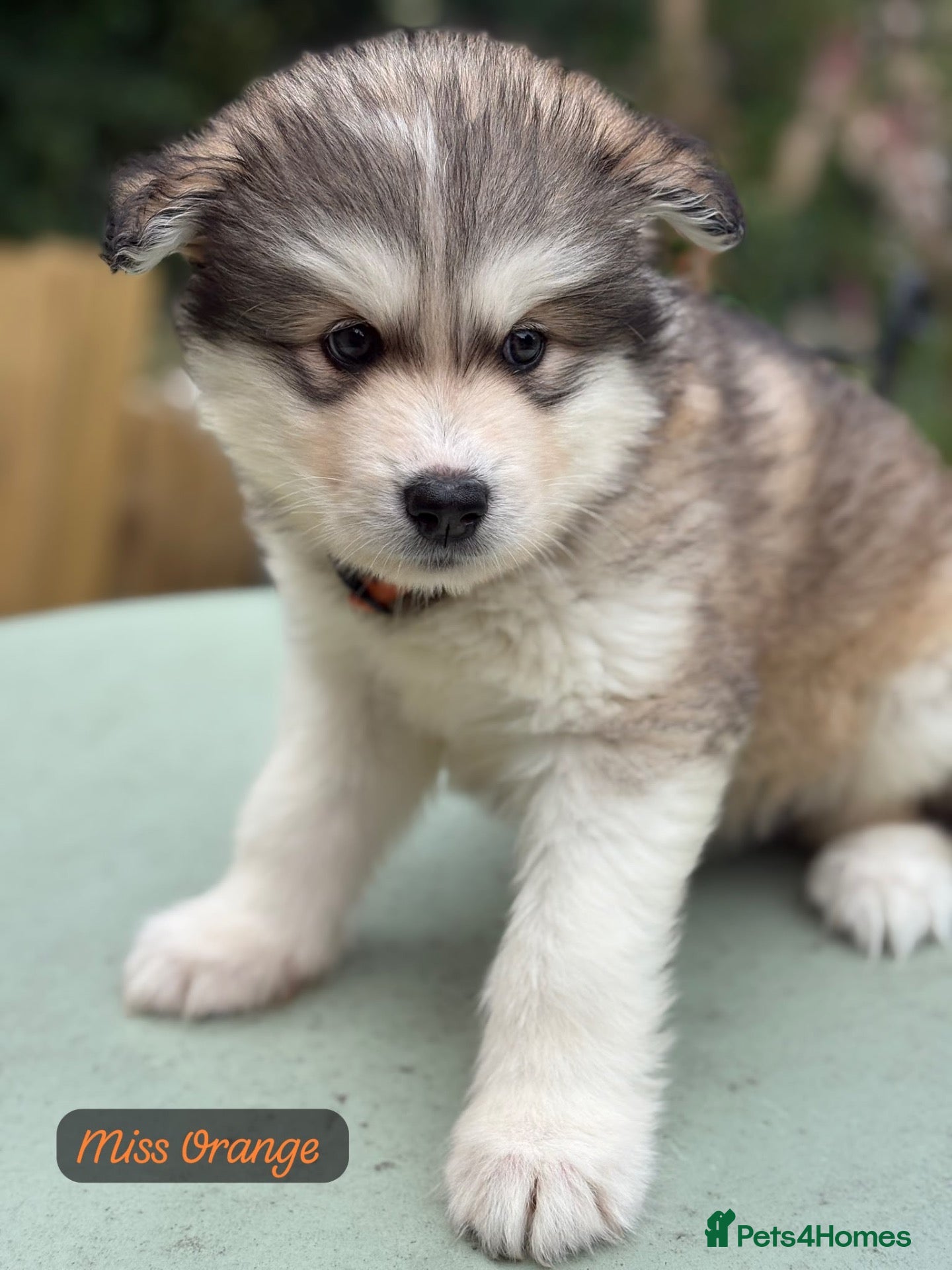 Alaskan Malamute dogs Champion line KC Reg Alaskan Malamute Pups  - Advert 1