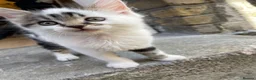 Mixed Breed cats for sale: Little boy looking for a new home - Advert 8
