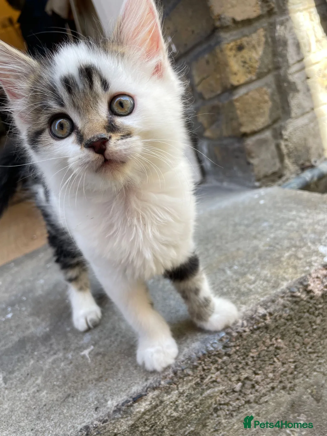 Mixed Breed cats for sale: Little boy looking for a new home - Advert 8