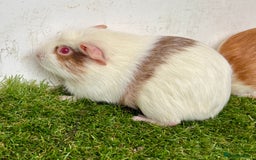 Guinea Pig rodents for sale: Super calm and friendly female guinea pigs  - Image 19