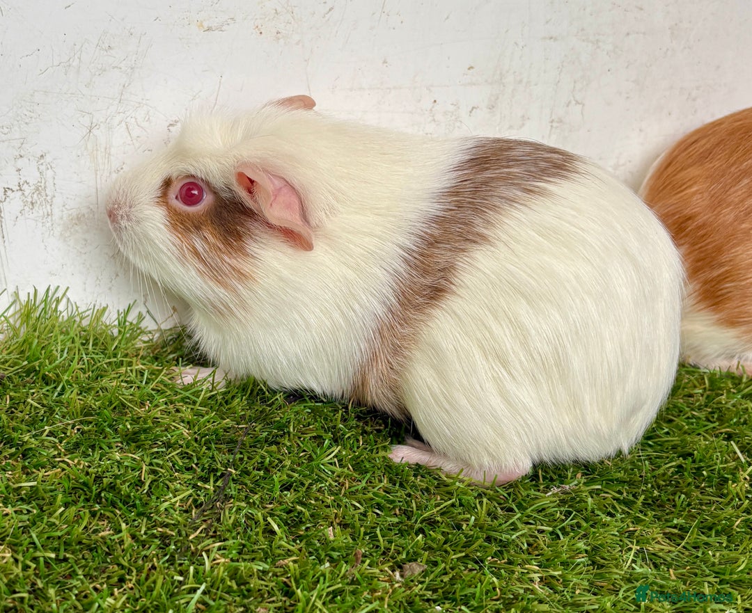 Guinea Pig rodents for sale: Super calm and friendly female guinea pigs  - Image 19