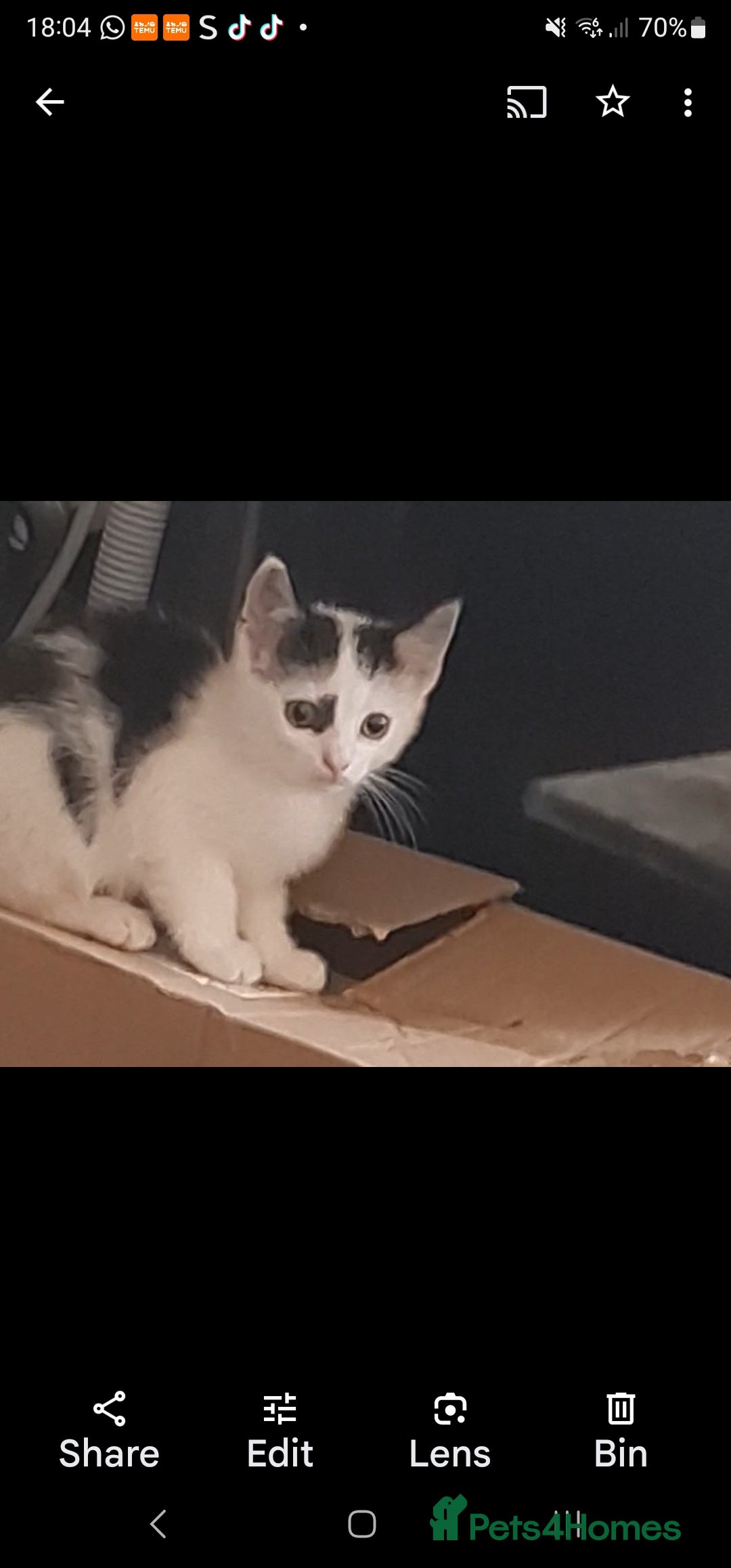 Mixed Breed cats for sale: Vaccinated kittens looking for loving homes  - Image 5